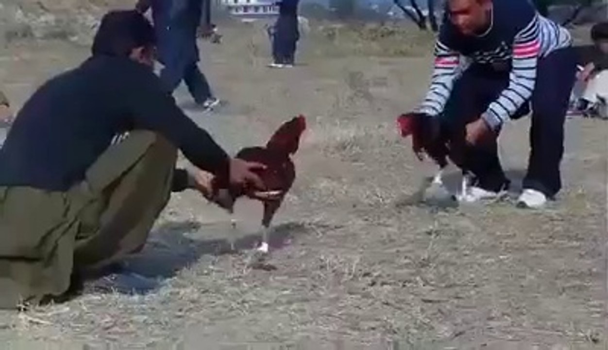 ASeel_murga_dangerous_fight,desi_kukr_fight_2018.....must_watch