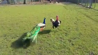 peacock_and_hen_fight