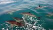 Playful pod of dolphins swim alongside boat off Cornish coast