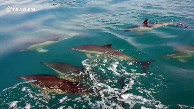 Playful pod of dolphins swim alongside boat off Cornish coast