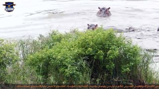 فرس النهر المذهل ينقذ النو من أنياب تمساح قـــاتل!!!