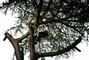 Vidéo. Tours : huit arbres à abattre au parc des Prébendes