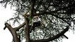 Vidéo. Tours : huit arbres à abattre au parc des Prébendes
