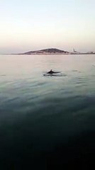 viàOccitanie - Au large de Sète, les dauphins se baladent
