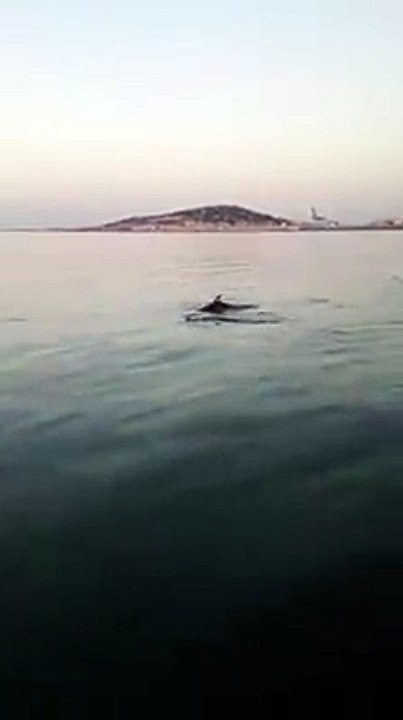 viàOccitanie - Au large de Sète, les dauphins se baladent