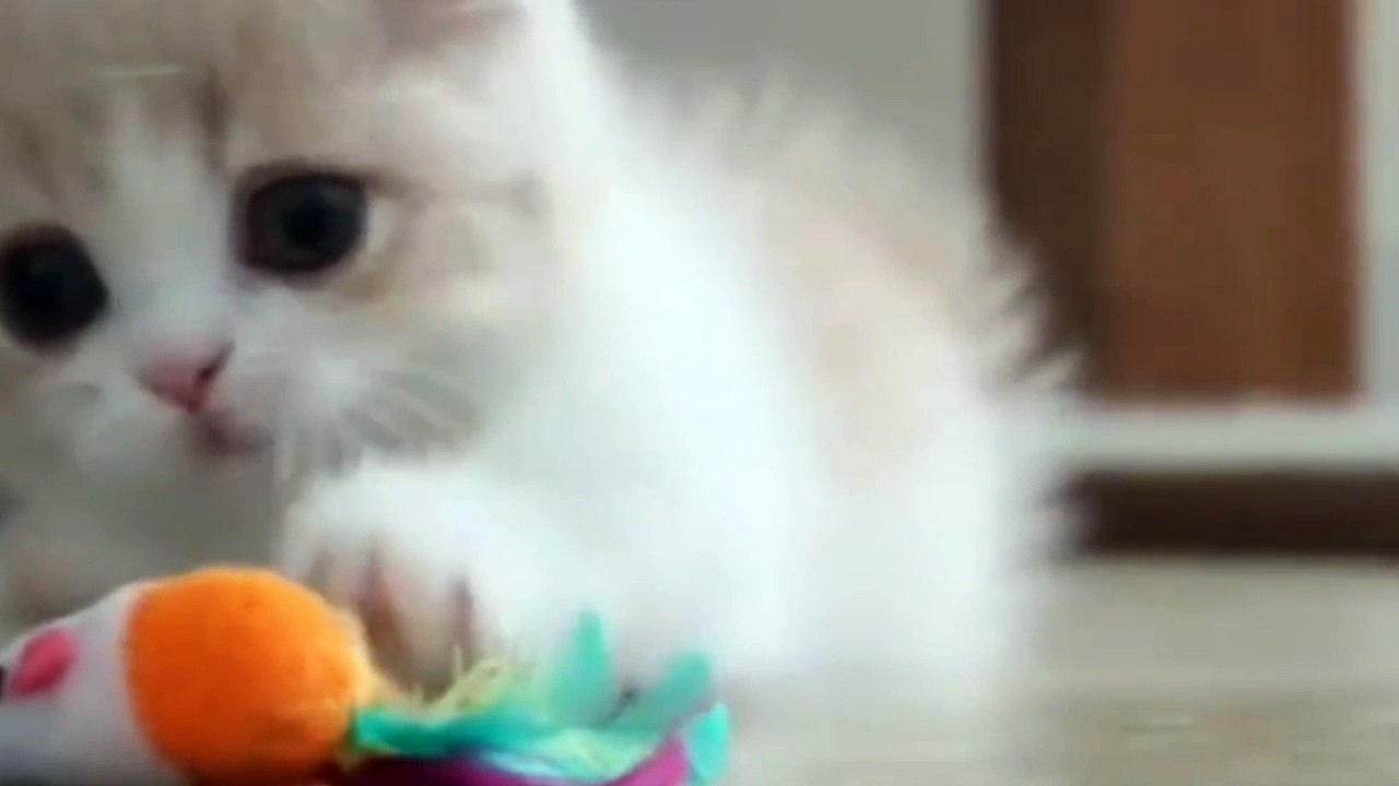 This Cutest Little Kitten Rolling And Rolling On The Floor