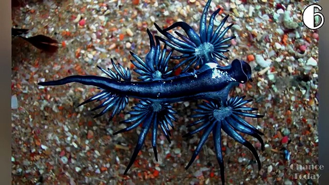 10 КРАСИВЫХ ЖИВОТНЫХ, КОТОРЫЕ МОГУТ ПРИЧИНИТЬ ВАМ ВРЕД