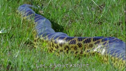 自然のいたずら #11 「枝の上に立つヤギ」