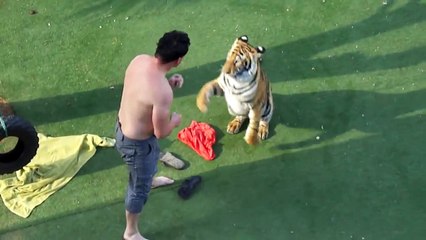 Valiente o imprudente : este hombre consigue dominar a un tigre