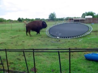 Ce bison avait juste envie de faire un peu de trampoline