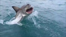Tiburón salta fuera del agua a pocos metros de unos turistas