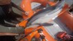 SNSM CAP D'AGDE: Le sauvetage d'un dauphin échoué à Vias-Plage
