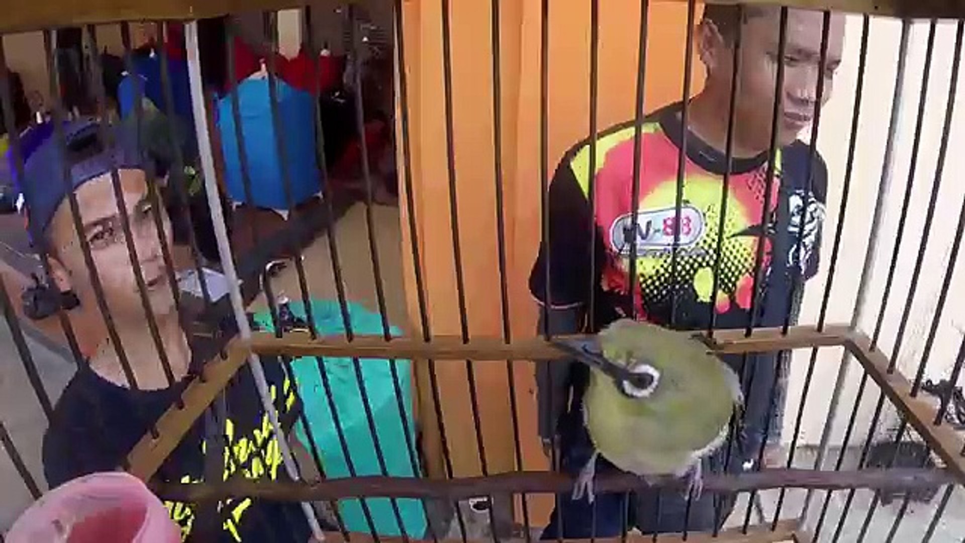 Brandy Watch Pertama Kali Di Dunia Burung Pleci Koslet Nv88