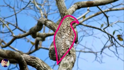 CEL MAI GREU CUVANT DIN LIMBA ROMANA, CREZI CA IL POTI CITI?