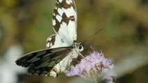 naturaleza y mariposas.