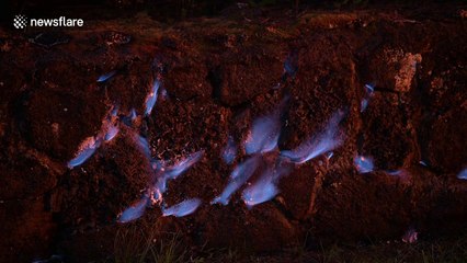 Download Video: Blue flames from burning methane seen near Hawaii's Kilauea volcano