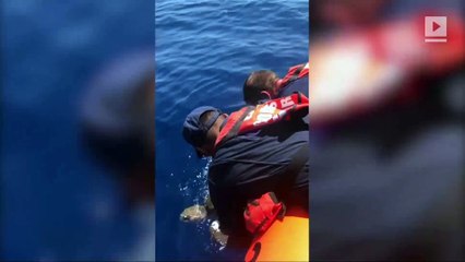 Turtle Saved After Getting Tangled in Fisher's Net