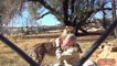 Bonus Video - Friends With A Yearling Cheetah Cub - Reunion A Year Later - Male Cat Bonds With Man