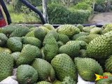 GOVERNMENT IS PUTTING MORE EMPHASIS ON INCREASING THE PRODUCTION OF SOURSOP THROUGH THE SOURSOP VALUE CHAIN DEVELOPMENT PROJECT.LET’S GET MORE IN THIS REPORT