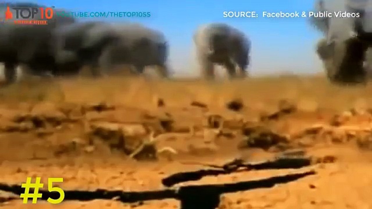 THE TOP 10 || TOP 10 ANIMALS SAVE CALF [NEW] || Rabbit, Elephant, Cat, Frog, Dog,...Save Calf