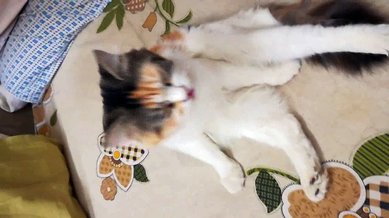 Crazy New Home cat wake up and play with u like a little kid - Have Fun with Home Cat