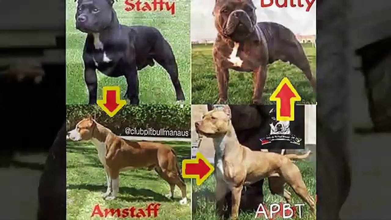Perro American Bully Exotic conocelo ya