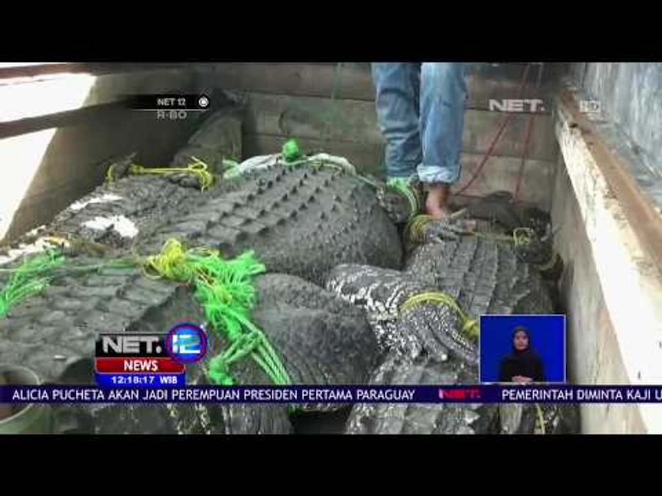 BKSDA Serang Amankan 3 Ekor Buaya - NET 12