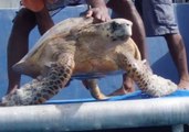 Tracking Hawksbill Turtles Reveals 'Alarming' Decline in Species