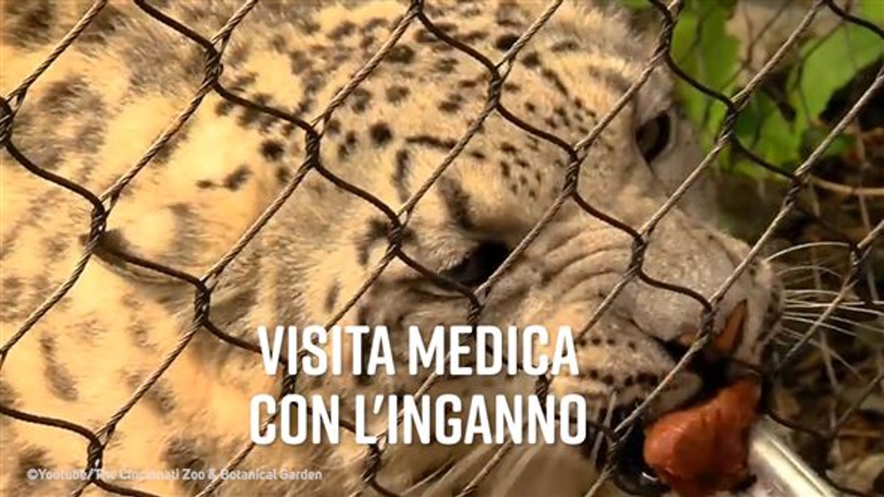 Anche i leopardi vanno dal dottore...