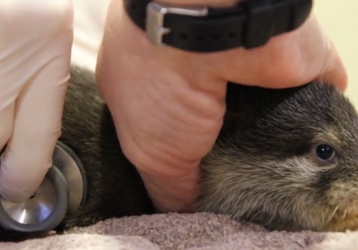 Otter-ly Adorable Pups Given First Health Check