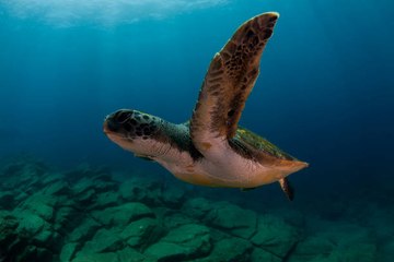Tortue sauvée après s'être emmêlée dans le filet de pêcheurs