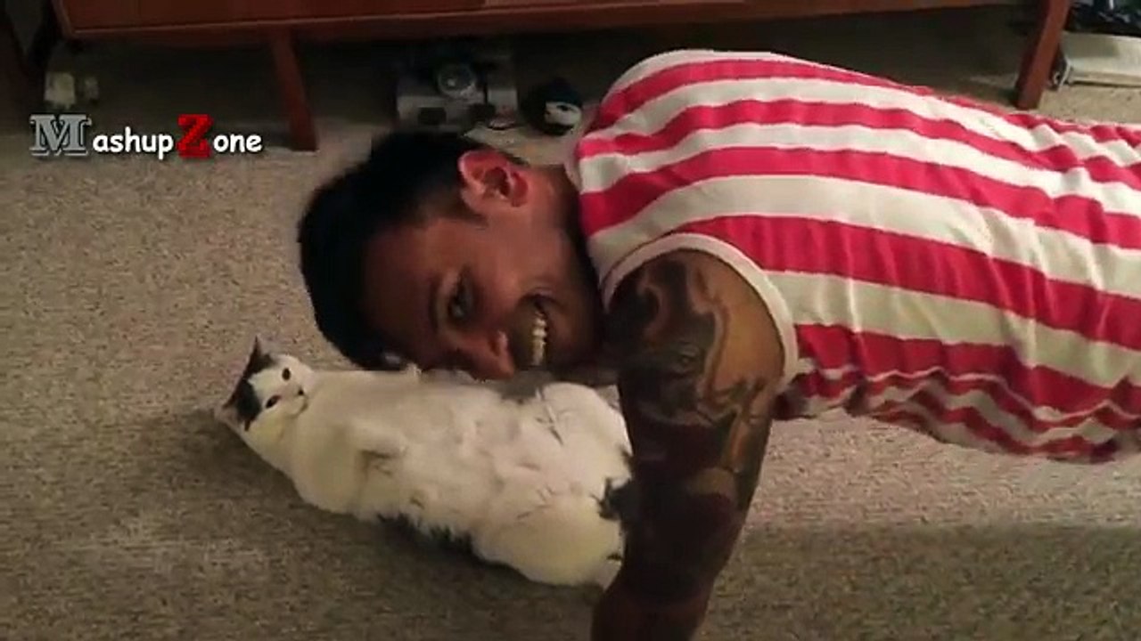 Top 10 Funny Cat Videos - Funny Cats 2017