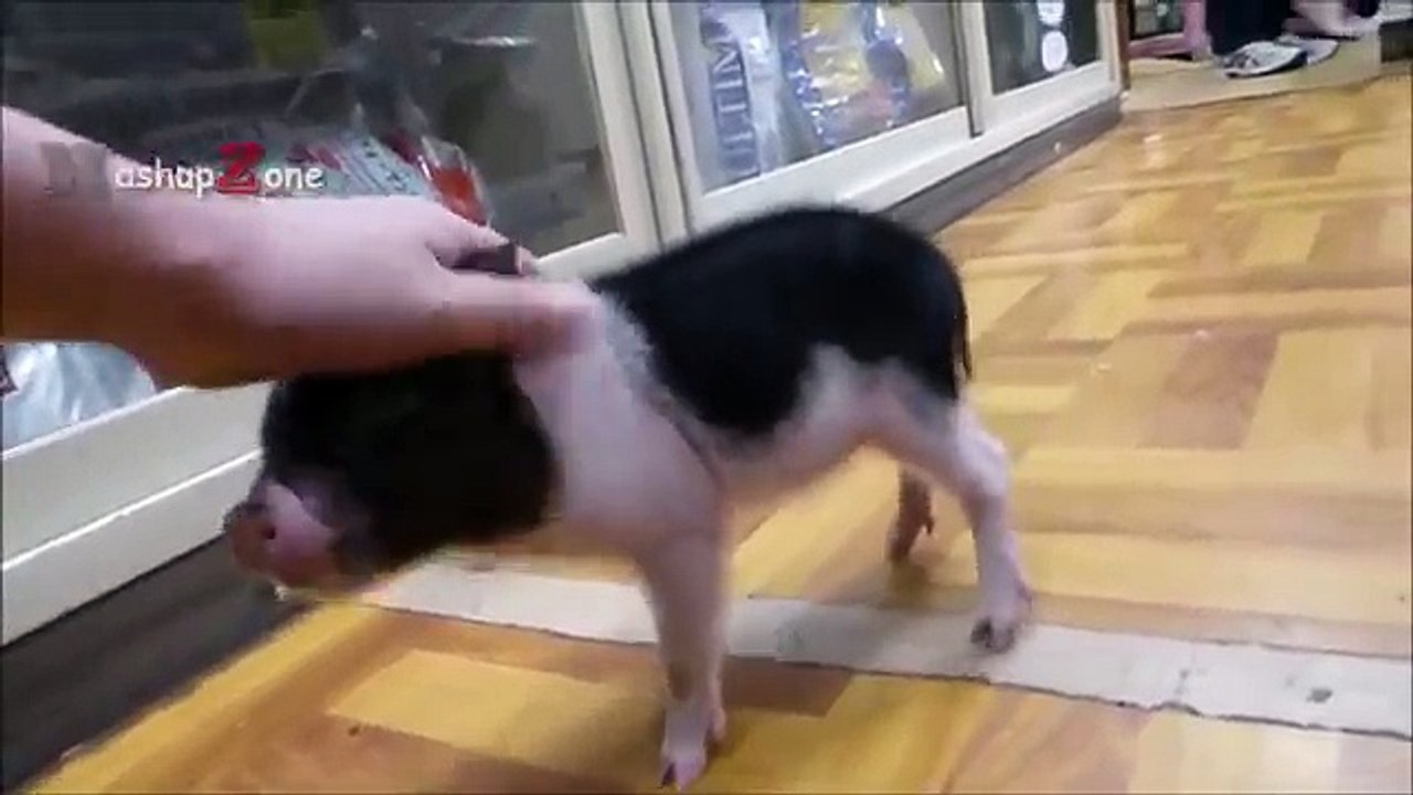 MOST ADORABLE Mini Pig Videos - Cute Micro Pig 2017