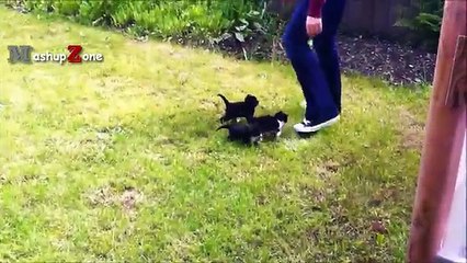 Cute Kittens - A Funny And Cute Kitten Videos Compilation 2017 [BEST OF]