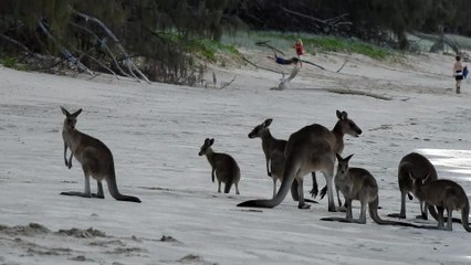 Kangaroos Enjoying a Swim at the Beach