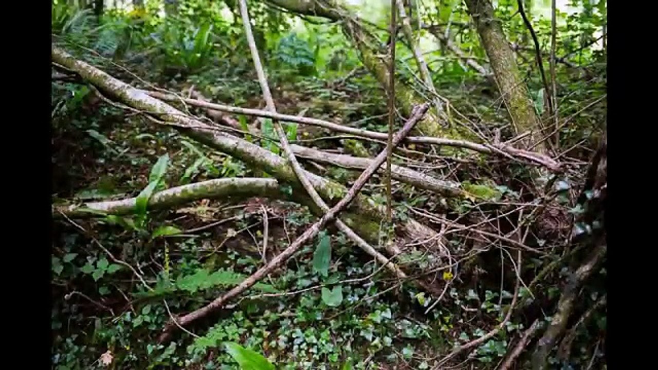 BigFoot 2017 - Unique Similarities found - NO COINCIDENCE #projectgoandsee