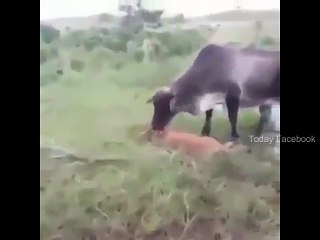 Snake Vs Cow Fighting - Today Facebook