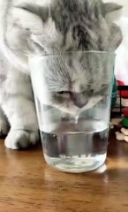 when cat drink water