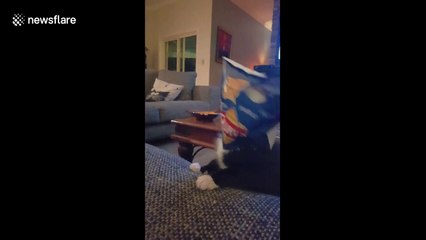 Rescue kitten gets head stuck in crisp packet