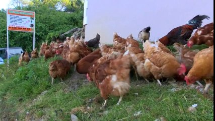 Ordu'da Mobil Köy Yumurtası Servisi