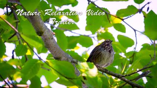 4K Relaxing Nature Footage with Natural Sounds, Birds - Trailer 23