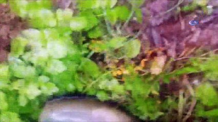 Kahramanmaraş’ta sarı benekli semender bulundu