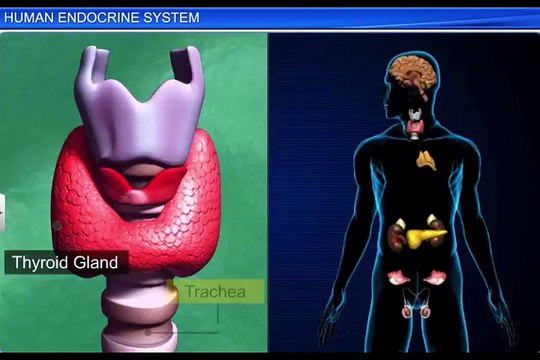 (1)CBSE Class 11 Biology, Chemical Coordination and integration – 1, Human Endocrine System