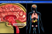 (2)CBSE Class 11 Biology, Chemical Coordination and integration– 2, Hypothalamus, Pituitary Gland &