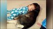 CUTE baby and pets sleeping together -  FUNNY compilation