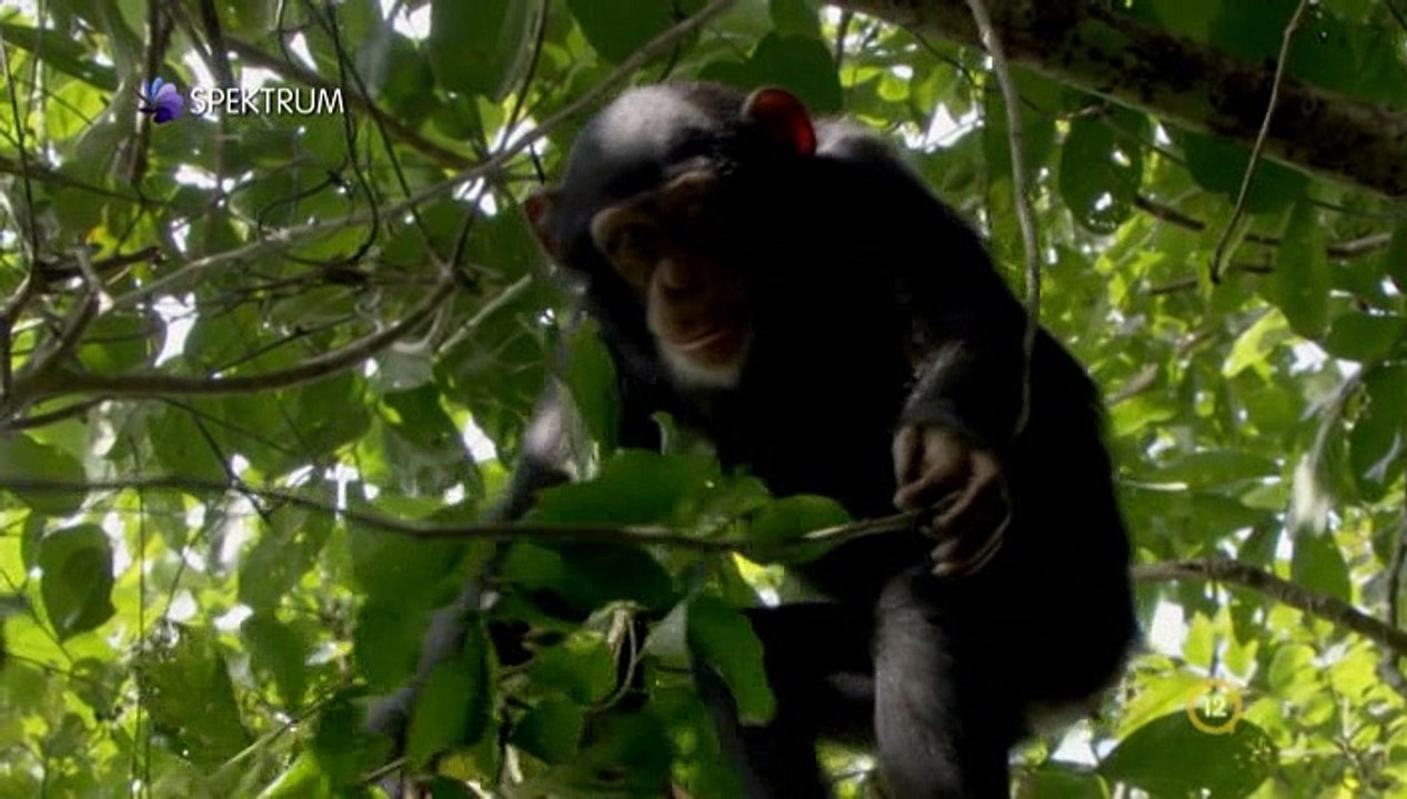 David Attenborough - A Természet Csodái S02e05