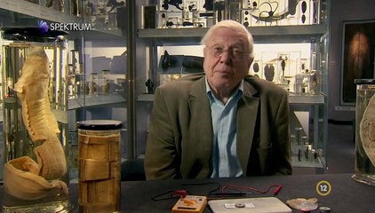 David Attenborough - A Természet Csodái S02e06
