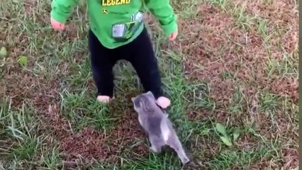 Funny dog and cat playing troll babies - Try not to laugh
