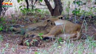 THE LAKESHORE KILLERS FULL HD Exclusive - Documentary Films 2018 on Amazing Animals TV