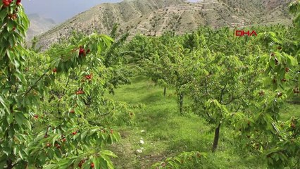 Erzurum Sakin Şehrin Kirazları İlgi Görüyor Hd